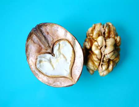 Walnutの写真素材