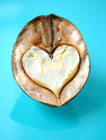 walnut in blue backgroundの写真素材