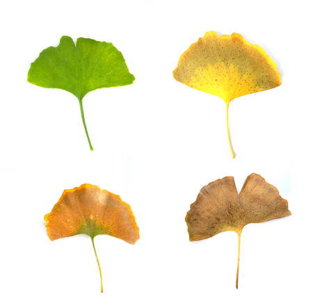 Isolated withered and fresh ginko leafの写真素材