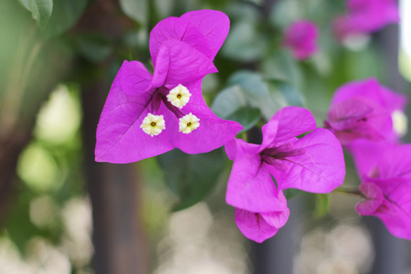 flowers bougainvillea の写真素材
