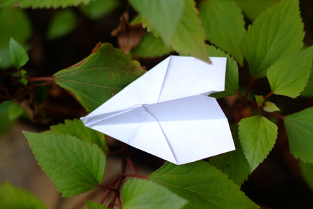 Paper Airplane in twig