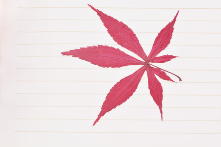 Japanese red maple leaf isolatedの写真素材