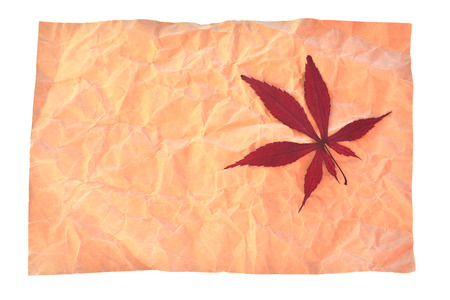 Red maple in crinkle paperの写真素材