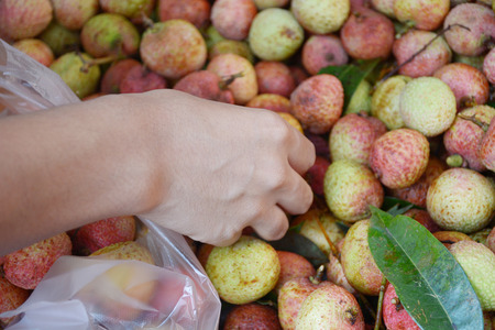 Choosing litchiの写真素材