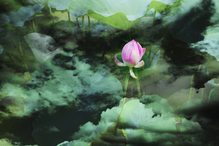 Lotus floweの写真素材