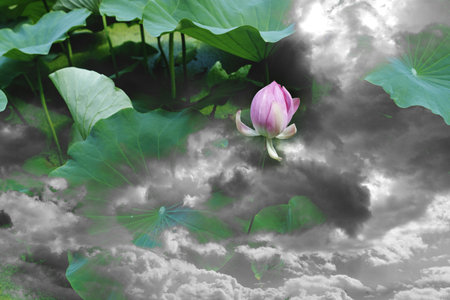 Lotus flower in  mistの写真素材