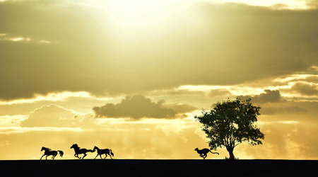 Cheetah chasing the animals under the sunset の写真素材