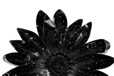 black and white flowerの写真素材