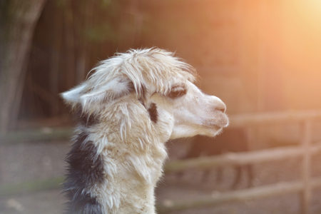 alpaca in alpaca farmの写真素材