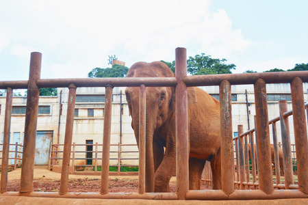asian elephantの写真素材
