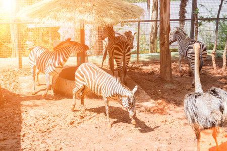 The ostrich and zebra in the zooの写真素材