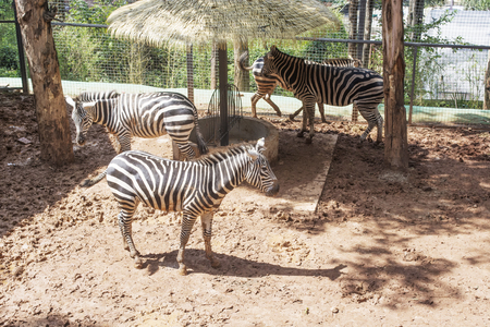 Plain zebraの写真素材