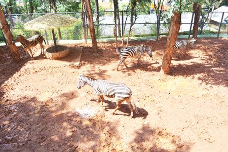 Plain zebraのeditorial素材