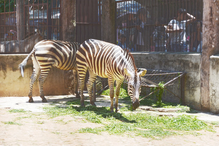 Plains Zebraのeditorial素材