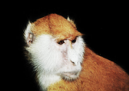 Erythrocebus patas monkey isolated in black background