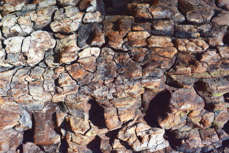 Wood bark texture