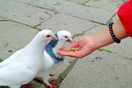 feeding birdsの写真素材