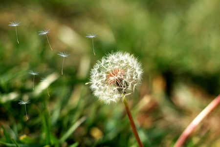 Dandelion clock dispersing seedの写真素材