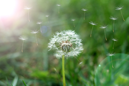 Dandelion clock dispersing seedの写真素材