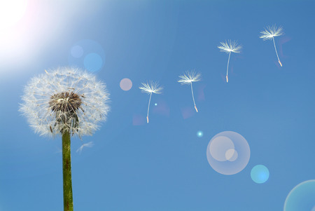 Dandelion seeds in the morning sunlight blowing away across a fresh green backgroundの写真素材