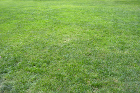 grass fieldの写真素材