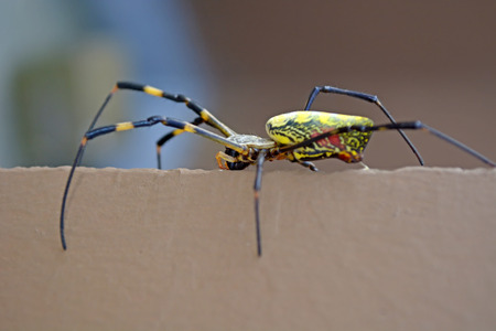 Spiderの写真素材