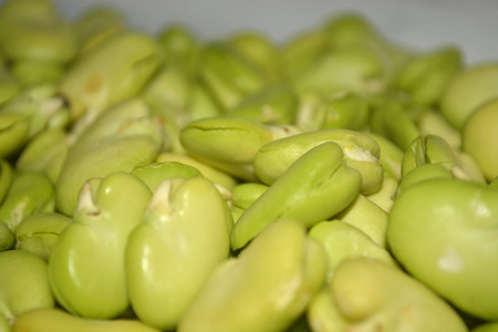 broad beanの写真素材