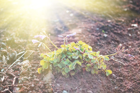 Sunlight shining on the groundの写真素材