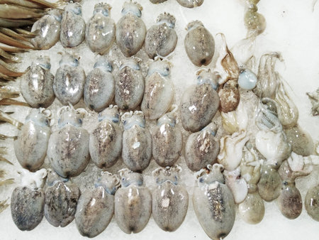 Fresh squids