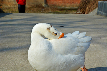white gooseの写真素材