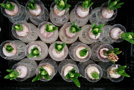 Purple hyacinthus budの写真素材