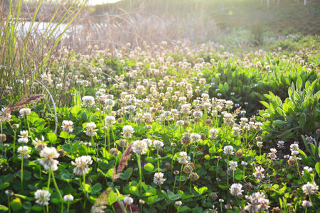trifolium repens shamrock white cloverの写真素材