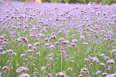 Kobanorantana  flowers blooming in a fieldの写真素材