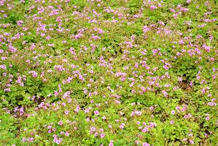 Closeup Pink oxalis oxalis corymbosa in garden