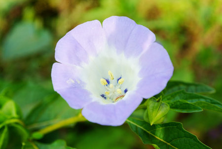 Physalis flower in green background.