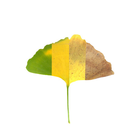 The ginko leaf withered from green to gray