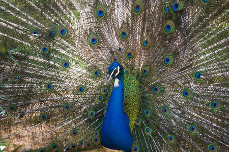 peacockの写真素材
