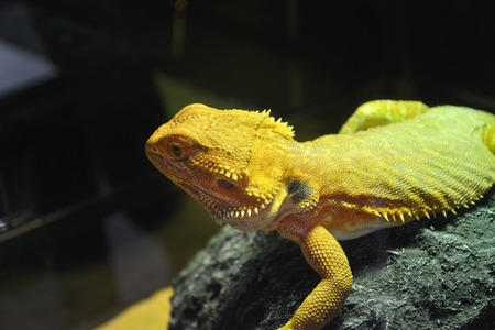 Bearded Dragon Pogona vitticepsの写真素材
