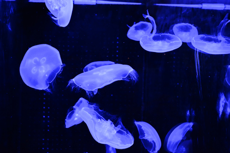 jellyfishの写真素材