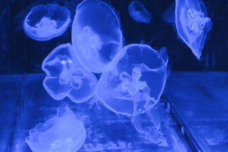 jellyfishの写真素材