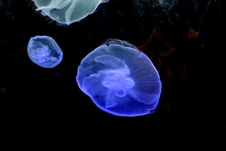 jellyfish