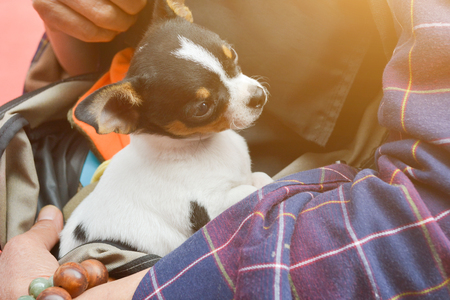Man holding Chihuahua dogの写真素材