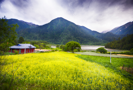 Cole flowers blossom  in countrysideのeditorial素材