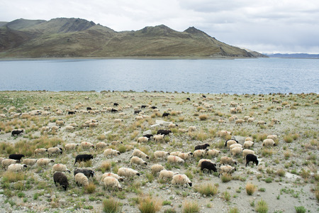 Sheep in a wide mountain landscapeの写真素材
