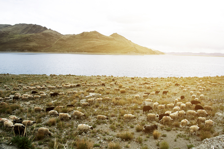 a group of sheep in Yamdrok lakeの写真素材