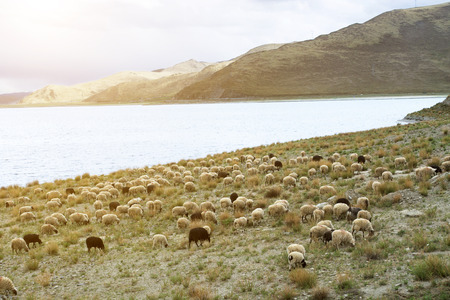Sheep in a wide mountain landscapeの写真素材