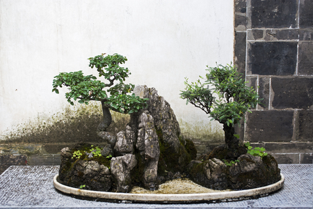 Bonsai at parkの写真素材