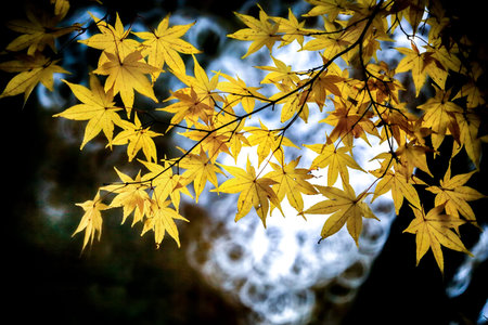 Maple Tree in the Forest in Late Autumn