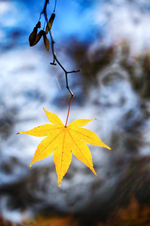Maple Tree in the Forest in Late Autumn