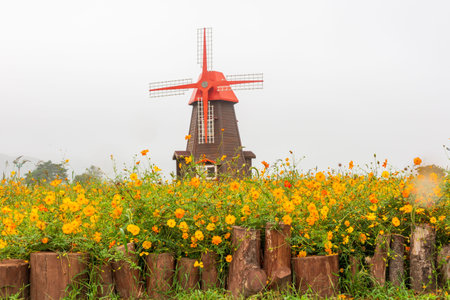 autumn field scenery with cosmos blooming